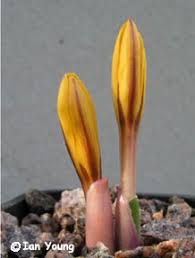 Attēlu rezultāti vaicājumam “Colchicum luteum”