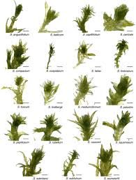 Attēlu rezultāti vaicājumam “Sphagnum angustifolium”