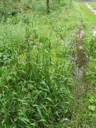 Attēlu rezultāti vaicājumam “Festuca gigantea”