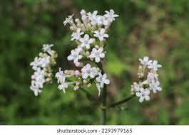 Attēlu rezultāti vaicājumam “Valerianaceae”