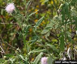 Attēlu rezultāti vaicājumam “Cirsium x rigens leaf”