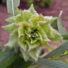 Attēlu rezultāti vaicājumam “Rabdophaga degeeri”