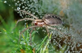 Attēlu rezultāti vaicājumam “Agelena labyrinthica”