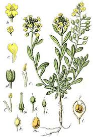 Image result for Alyssum diffusum