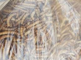 Image result for Wheatley Hill Angling Club