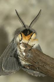 Attēlu rezultāti vaicājumam “Diaphora mendica”