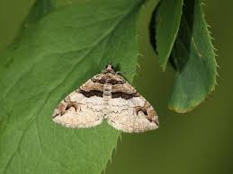 Attēlu rezultāti vaicājumam “Pareulype berberata”