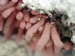 Attēlu rezultāti vaicājumam “Arcyria incarnata”