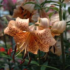 Attēlu rezultāti vaicājumam “Lilium lancifolium flower”
