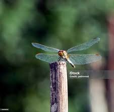 Attēlu rezultāti vaicājumam “Sympetrum vulgatum”