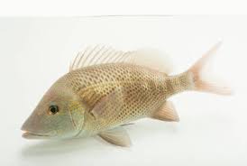 Image result for Haemulon plumierii