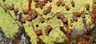 Attēlu rezultāti vaicājumam “Baeomyces rufus”