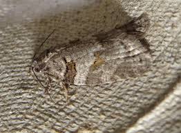 Attēlu rezultāti vaicājumam “Eana incanana”