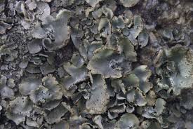 Attēlu rezultāti vaicājumam “Dermatocarpon miniatum”