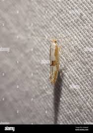 Attēlu rezultāti vaicājumam “Argyresthia pruniella”