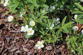 Attēlu rezultāti vaicājumam “Potentilla alba”