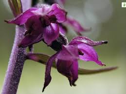 Attēlu rezultāti vaicājumam “Epipactis atrorubens flower”