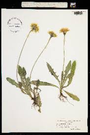 Attēlu rezultāti vaicājumam “Leontodon hispidus leaf”