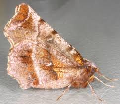 Attēlu rezultāti vaicājumam “Selenia dentaria”