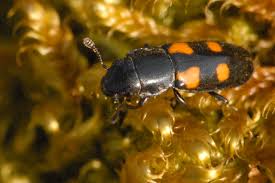 Attēlu rezultāti vaicājumam “Glischrochilus quadripunctatus”