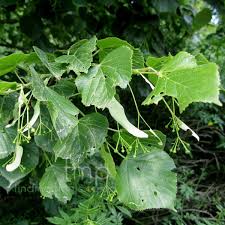 Attēlu rezultāti vaicājumam “Tilia platyphyllos subsp. cordifolia”