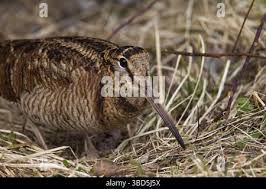 Attēlu rezultāti vaicājumam “Scolopax rusticola juvenile”