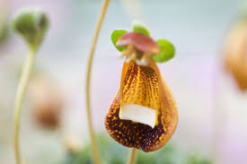 Image result for Calceolaria