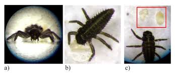 Attēlu rezultāti vaicājumam “Adalia bipunctata larva”