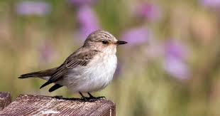Attēlu rezultāti vaicājumam “Muscicapa striata adult”