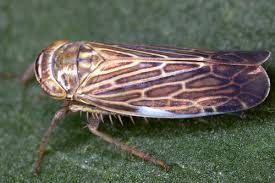 Attēlu rezultāti vaicājumam “Paramesus obtusifrons”