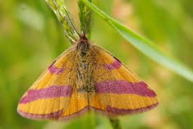 Attēlu rezultāti vaicājumam “Lythria cruentaria”