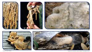 Attēlu rezultāti vaicājumam “Diderma umbilicatum”