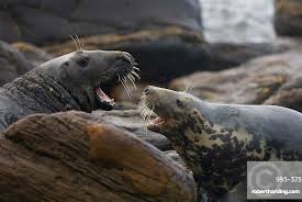 Image result for Halichoerus grypus