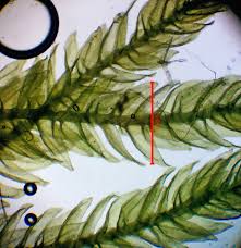 Attēlu rezultāti vaicājumam “Eurhynchiastrum pulchellum”