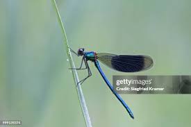 Attēlu rezultāti vaicājumam “Calopterygidae”