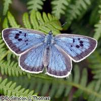 Attēlu rezultāti vaicājumam “Phengaris arion”