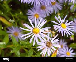 Image result for Aster amellus