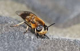 Attēlu rezultāti vaicājumam “Heptatoma pellucens”