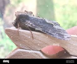 Attēlu rezultāti vaicājumam “Dypterygia scabriuscula”