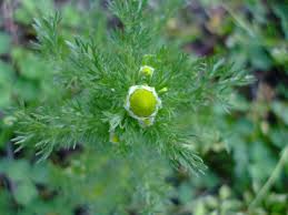 Attēlu rezultāti vaicājumam “Matricaria discoidea flower”