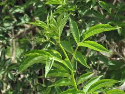 Attēlu rezultāti vaicājumam “Sambucus nigra leaf”