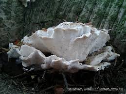 Attēlu rezultāti vaicājumam “Postia floriformis”