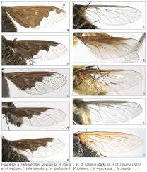 Attēlu rezultāti vaicājumam “Hemipenthes morio”