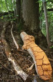 Attēlu rezultāti vaicājumam “Phellinus ferruginosus”