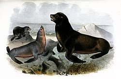 Image result for Zalophus californianus