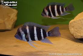 Attēlu rezultāti vaicājumam “Bilimbia tetramera”