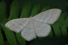 Attēlu rezultāti vaicājumam “Scopula floslactata”