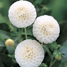 Image result for Dahlia `Snowflake`