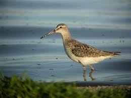 Image result for Calidris himantopus