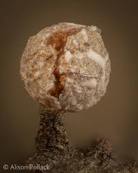 Attēlu rezultāti vaicājumam “Physarum contextum sessile”